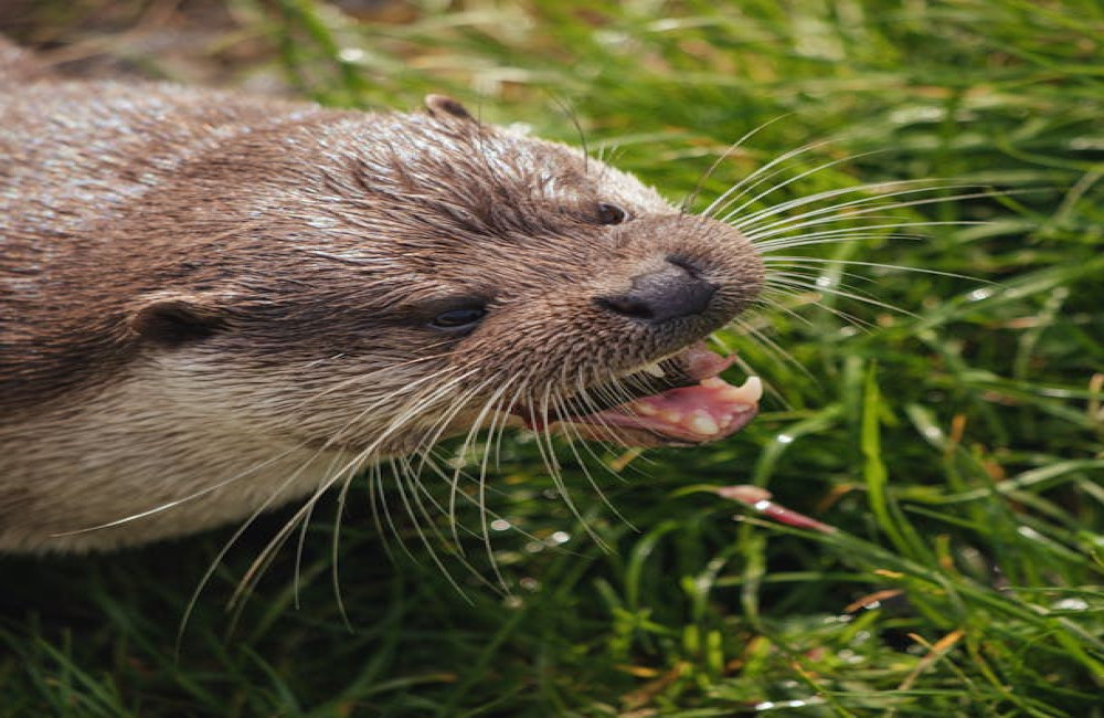 Hoe herken je ottersporen in Nederland aan pootafdrukken glijsporen en uitwerpselen