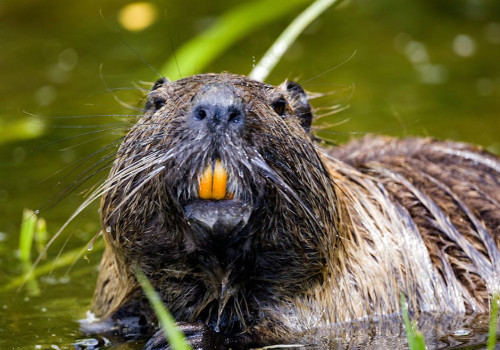 Waar kun je edelherten of bevers spotten in het wild?