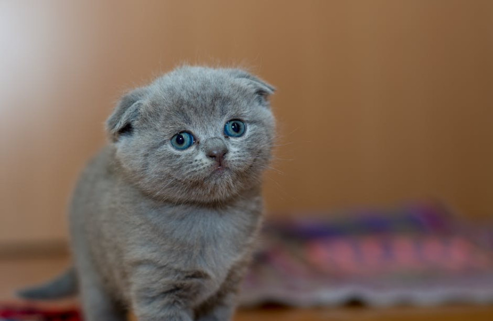 Waarom mijn kat opeens miauwt terwijl ze dat nooit deed