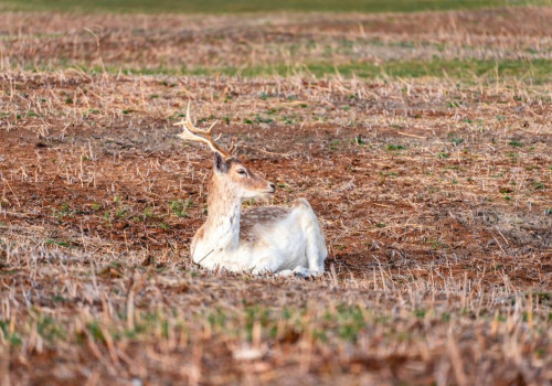 Waar hoor je in oktober het burlen van damherten in de Amsterdamse Waterleidingduinen?