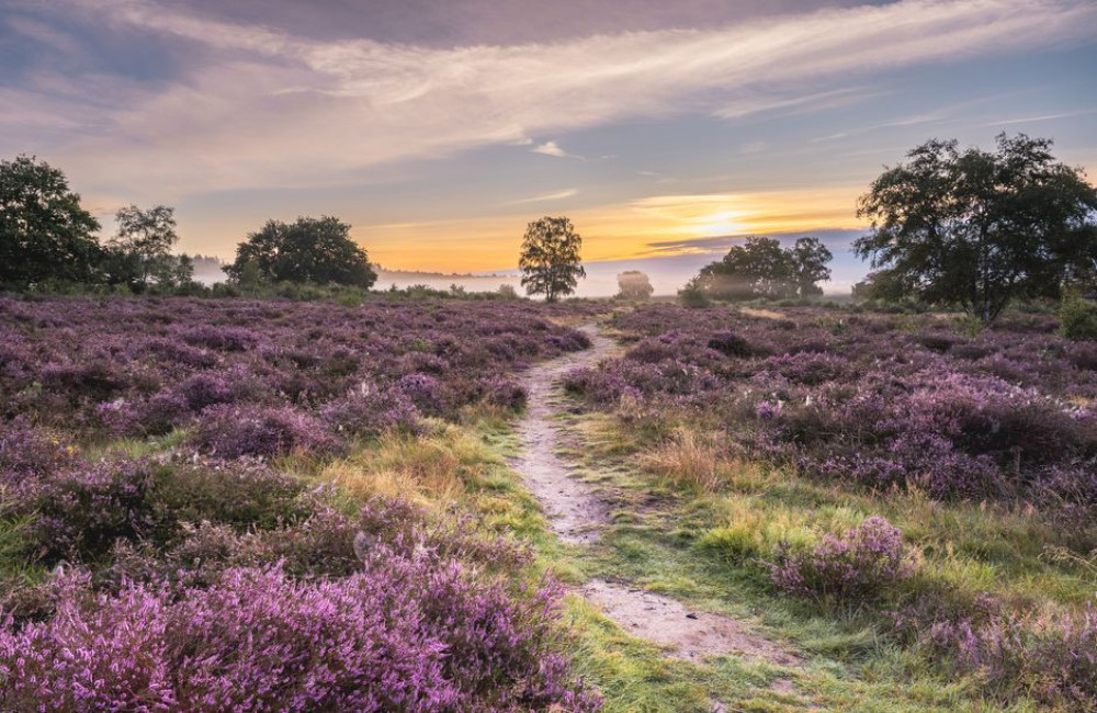 Hoe herken je de roepende nachtzwaluw in juni op de Veluwe?