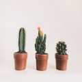 Wat zijn tegenwoordig de mogelijkheden voor 'online planten bestellen'?