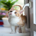 Wat betekent de uitdrukking 'de kat uit de boom kijken' precies?