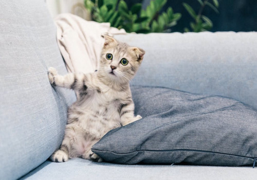 Waarom knippert een kat met zijn ogen? Betekenis van kattengedrag uitgelegd