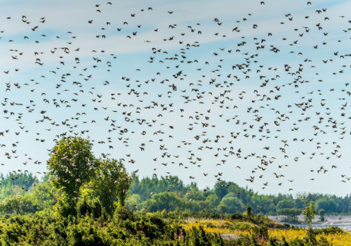 Waar zie je in oktober spreeuwenzwermen in Nederland en hoe laat moet je er zijn?
