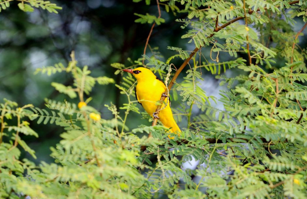 Hoe herken je het gezang van een wielewaal in juni in Nederlandse bossen?