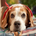 Nederlandse naam beagle