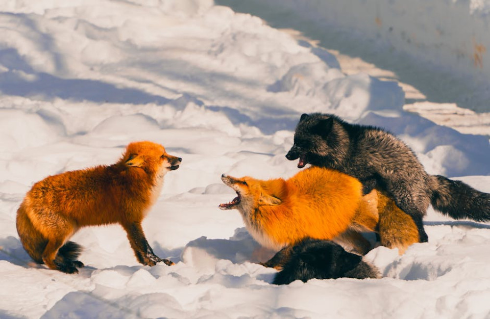 Waar en wanneer kun je vossen spotten in Nederland