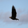 Waar zie je in oktober de grootste kans op een zeearend in de Oostvaardersplassen?