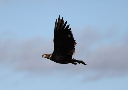 Waar zie je in oktober de grootste kans op een zeearend in de Oostvaardersplassen?