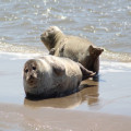 Waar zie je in juli zeehondenpups op de Wadden en hoe herken je ze?