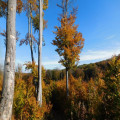 Wanneer kleuren de beuken op de Veluwe in de herfst van 2026 het mooist?