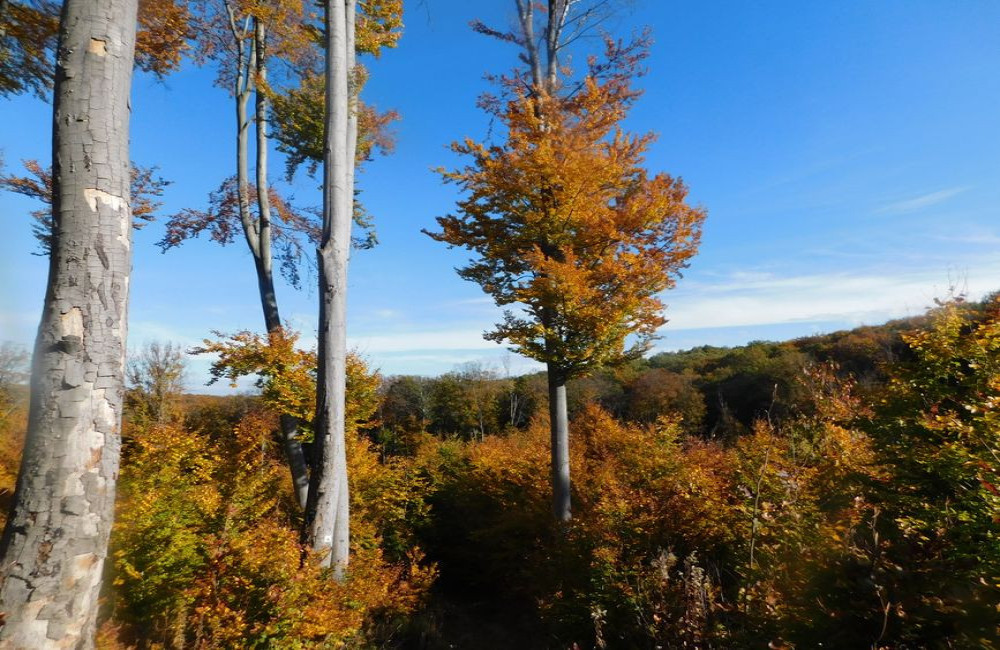 Wanneer kleuren de beuken op de Veluwe in de herfst van 2026 het mooist?