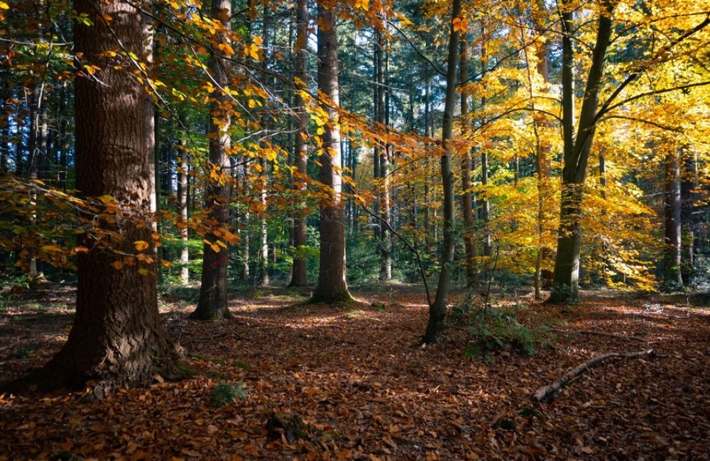 Waar en hoe laat hoor je in oktober de bosuil roepen op de Veluwe?