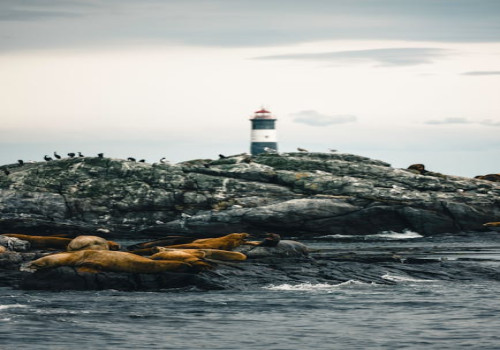 Waar en wanneer kun je zeehonden zien in Nederland