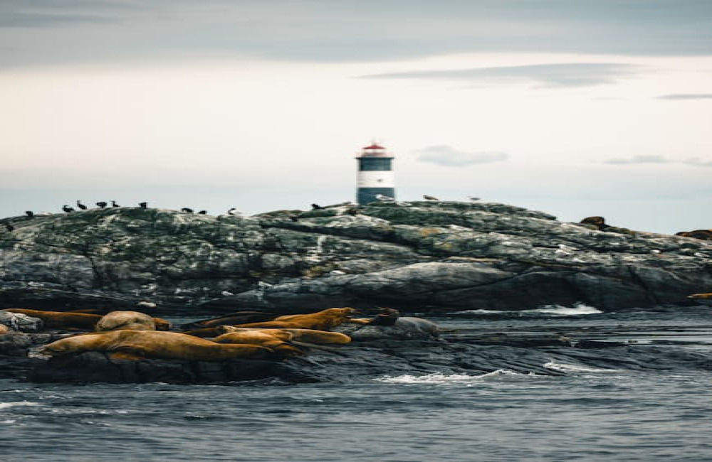 Waar en wanneer kun je zeehonden zien in Nederland
