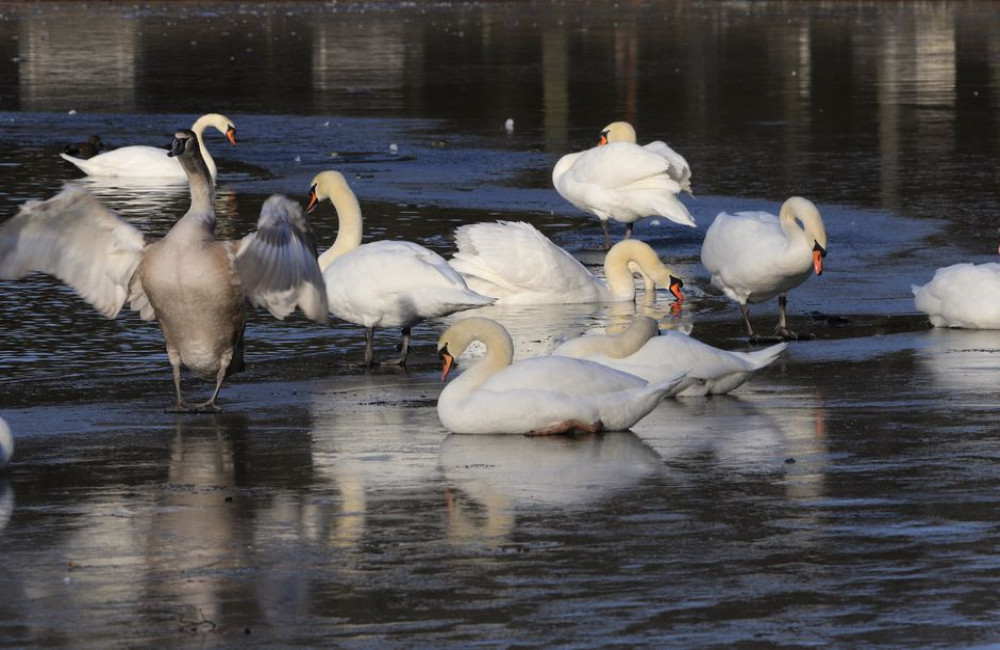 Waar zie je in november wilde zwanen in Friesland en hoe herken je ze aan de gele snavel?