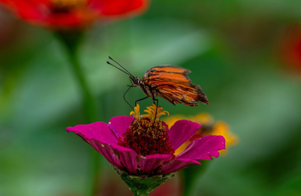 Welke vlinders zie je in juli in een Nederlandse bloementuin en hoe herken je ze?
