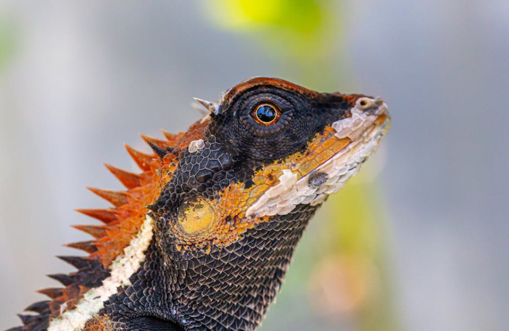 Waar en wanneer je zandhagedissen in Nederland kunt zien en hoe je ze herkent