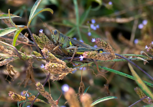 Welke sprinkhanen hoor je in juli in Nederlandse graslanden en hoe herken je ze?