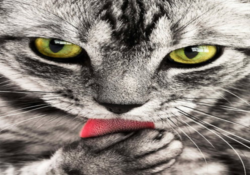 Waarom katten soms opeens door het huis rennen
